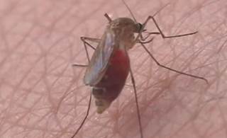 First Human Case of West Nile Virus in 2015 Confirmed First Human Case of West Nile Virus in 2015 Confirmed