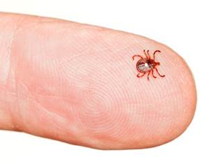 Second Death from Heartland Virus Reported Second Death from Heartland Virus Reported