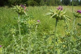 Findings Presented on Milk Thistle for NASH Findings Presented on Milk Thistle for NASH