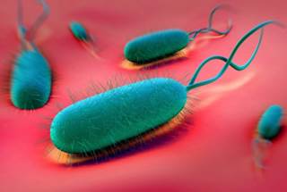 Can Eliminating <i>H. pylori</i> Prevent Gastric Cancer? Can Eliminating <i>H. pylori</i> Prevent Gastric Cancer?
