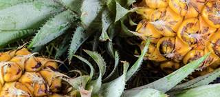 Found in pineapple, bromelain is a well known proteolytic enzyme Found in pineapple, bromelain is a well known proteolytic enzyme