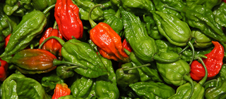 Ghost peppers are considered the hottest chili peppers in the world Ghost peppers are considered the hottest chili peppers in the world