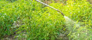 Behavioral disorders seen in 6-year-old children exposed in utero to pyrethroid insecticides Behavioral disorders seen in 6-year-old children exposed in utero to pyrethroid insecticides