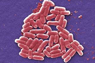 CDC: Most <i>E. coli</i> Outbreaks Caused By Food CDC: Most <i>E. coli</i> Outbreaks Caused By Food