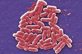 Gene that Makes Bacteria Resistant to 'Last Resort' Antibiotics Found in China Gene that Makes Bacteria Resistant to 'Last Resort' Antibiotics Found in China