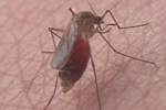 Antiviral May Tighten Blood-Brain Barrier Against Pathogens Antiviral May Tighten Blood-Brain Barrier Against Pathogens