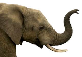 Memory Toolbox: 75 Tips to Transform from Amnesic to Elephantic Memory Toolbox: 75 Tips to Transform from Amnesic to Elephantic