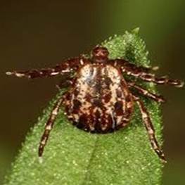 Analysis of bacteria DNA sequences revealed a previously unrecognized Borrelia species Analysis of bacteria DNA sequences revealed a previously unrecognized Borrelia species