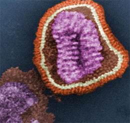 Can Statins Save Lives During a Flu Pandemic? Can Statins Save Lives During a Flu Pandemic?