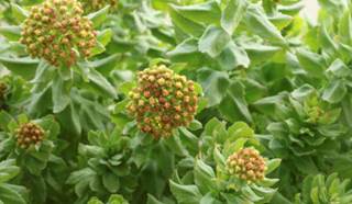 Comparing Roseroot Herb, Sertraline for MDD Treatment Comparing Roseroot Herb, Sertraline for MDD Treatment