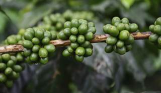 Green Coffee Extract: A Weight-Loss Aid? Green Coffee Extract: A Weight-Loss Aid?