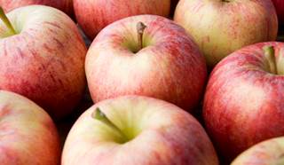 You Know What They Say About an Apple a Day...Well It's Not True You Know What They Say About an Apple a Day...Well It's Not True