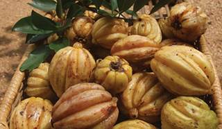 Fighting Obesity with Garcinia Cambogia: Is It Worth the Risks? Fighting Obesity with Garcinia Cambogia: Is It Worth the Risks?