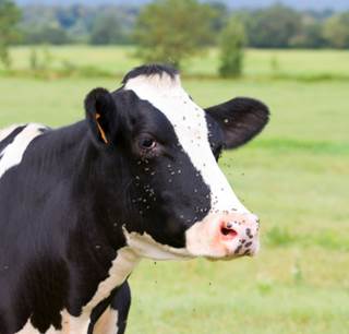 Bovine Colostrum: Multiple Uses Investigated Bovine Colostrum: Multiple Uses Investigated