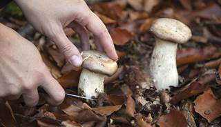 Mushrooms: Multiple Medicinal Bioactive Compounds Identified Mushrooms: Multiple Medicinal Bioactive Compounds Identified