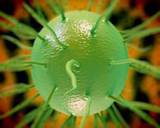 Study Shows Worsening of Gonorrhea Susceptibility to Recommended Treatments Study Shows Worsening of Gonorrhea Susceptibility to Recommended Treatments