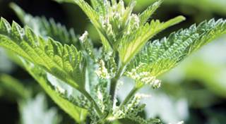 Stinging Nettle: What Does it Treat? Stinging Nettle: What Does it Treat?