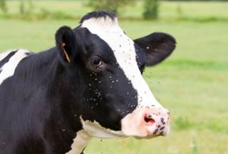 Bovine Virus Tied to Human Breast Cancer Bovine Virus Tied to Human Breast Cancer