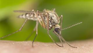 Dengue is not endemic to Hawaii but has been imported by infected travelers in the past Dengue is not endemic to Hawaii but has been imported by infected travelers in the past