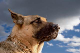 Is Dog Flu a Concern for Humans? Is Dog Flu a Concern for Humans?