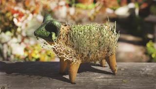 Chia Seeds Sprout Nutritional Benefits Chia Seeds Sprout Nutritional Benefits