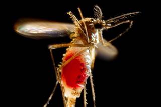 Here's What You Need to Know About Managing Zika Virus Here's What You Need to Know About Managing Zika Virus