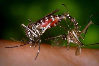 Pair of Aedes albopictus mosquitoes Pair of Aedes albopictus mosquitoes
