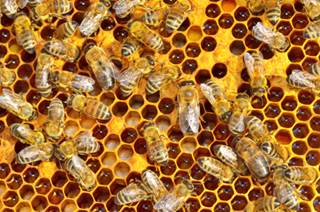 Bee Bacteria a Promising Antibiotic, Even Against MRSA Bee Bacteria a Promising Antibiotic, Even Against MRSA