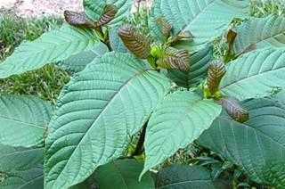 Kratom Use Instigates Jaundice in Case Study Kratom Use Instigates Jaundice in Case Study