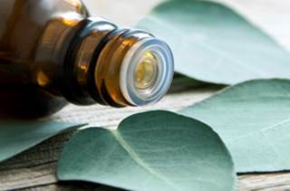 The Utility of Eucalyptus The Utility of Eucalyptus
