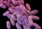 Drug Approved for Complicated Urinary Tract Infections Drug Approved for Complicated Urinary Tract Infections