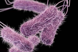 Typhoid Fever Outbreak Hits Oklahoma Typhoid Fever Outbreak Hits Oklahoma