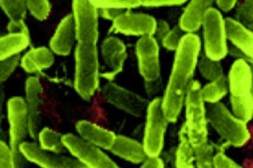 Imipenem-Relebactam Shows Strong Potential Against Respiratory Pathogens Imipenem-Relebactam Shows Strong Potential Against Respiratory Pathogens
