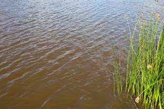 How Common Are Algae-Related Wound Infections? How Common Are Algae-Related Wound Infections?