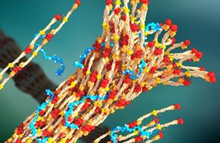 Image credit: William Walker, University of Washington Image credit: William Walker, University of Washington