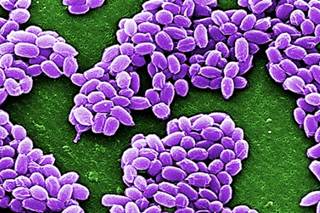 Anthrasil Approved for Inhalation Anthrax Anthrasil Approved for Inhalation Anthrax