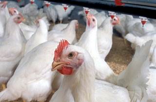 CDC: What to Do if You Suspect Bird Flu CDC: What to Do if You Suspect Bird Flu