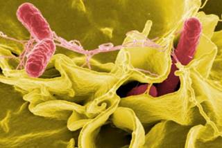 Second Death Reported in <i>Salmonella</i> Outbreak Second Death Reported in <i>Salmonella</i> Outbreak