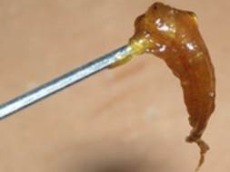 Risky Drug 'Dabbing' Growing in Popularity Risky Drug 'Dabbing' Growing in Popularity