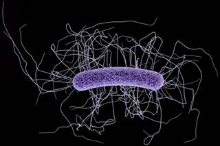 New Microbiome Therapy Granted Orphan Drug Designation for Recurrent CDI New Microbiome Therapy Granted Orphan Drug Designation for Recurrent CDI