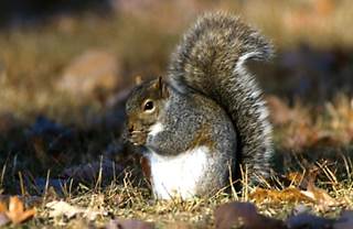 New Squirrel Virus Linked to 3 Deaths in Germany New Squirrel Virus Linked to 3 Deaths in Germany