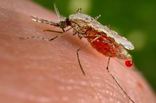 Investigational Malaria Drug Could Be One-Dose Tx Investigational Malaria Drug Could Be One-Dose Tx