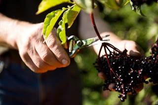 Elderberry May Help Reduce Cold, Flu Duration, Symptoms Elderberry May Help Reduce Cold, Flu Duration, Symptoms