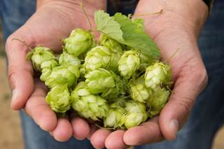 Hops: Good for What 'Ales' You? Hops: Good for What 'Ales' You?