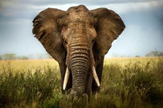 Why Do Elephants Rarely Get Cancer? Why Do Elephants Rarely Get Cancer?