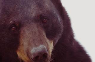 Bear-ly Breathing: What's Causing Respiratory Failure in This Patient? Bear-ly Breathing: What's Causing Respiratory Failure in This Patient?