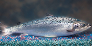 Genetically Modified Salmon Safe to Eat, Says FDA Genetically Modified Salmon Safe to Eat, Says FDA