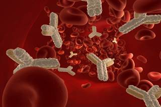 Antibody therapy before stem cell transplant may benefit patients with acute leukemia Antibody therapy before stem cell transplant may benefit patients with acute leukemia