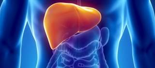 Findings might help reduce organ waiting list, researchers say Findings might help reduce organ waiting list, researchers say