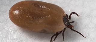 Tick Bites Implicated in Meat Allergy in Study Tick Bites Implicated in Meat Allergy in Study